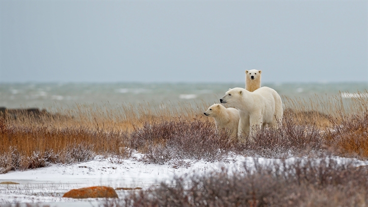 加拿大马尼托巴省 ，丘吉尔哈德逊湾附近的北极熊一家