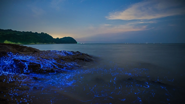 日本 ，冈山沿岸的发光海洋萤火虫