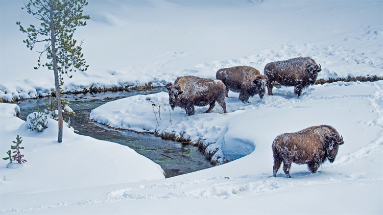 黄石国家公园的美洲野牛，美国怀俄明州 