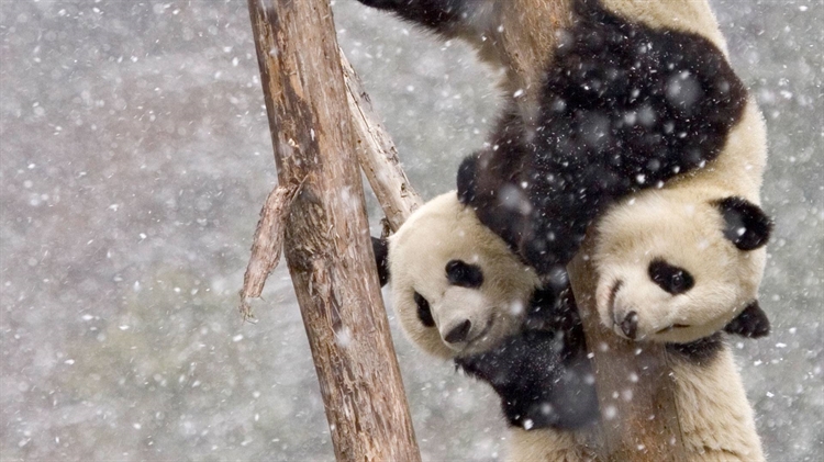 中国四川 ，【今日大雪】暴风雪中两只在树干上攀爬的大熊猫