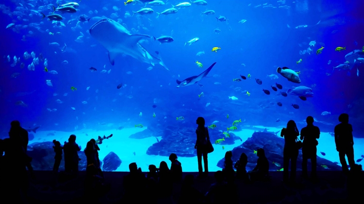 美国亚特兰大 ，乔治亚水族馆