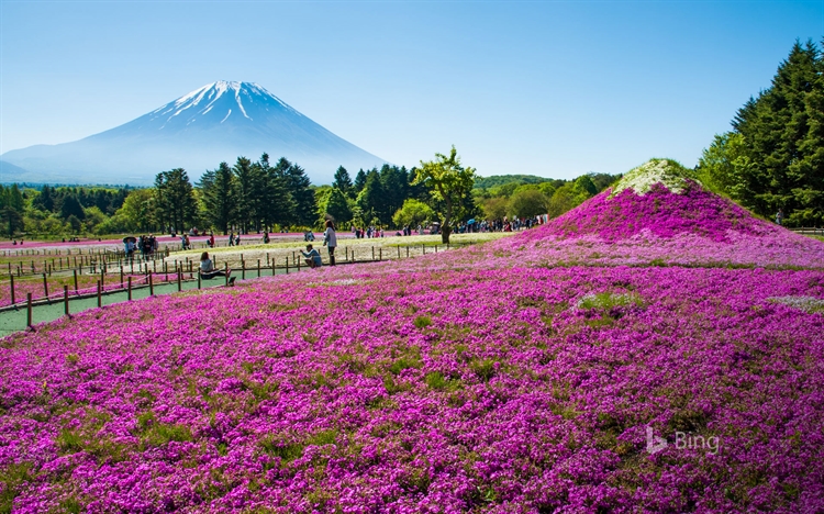 日本山梨县 ，富士山与丛生福禄考花田