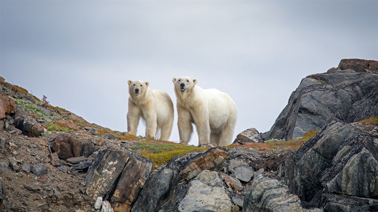 加拿大 ，通戈山国家公园中的北极熊
