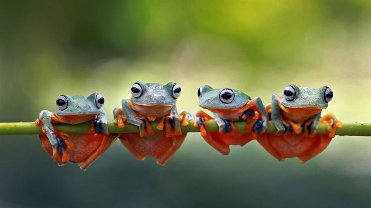 Javan tree frogs sitting together on a stalk in Indonesia 