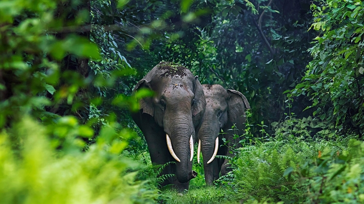 Asian elephants in West Bengal, India 