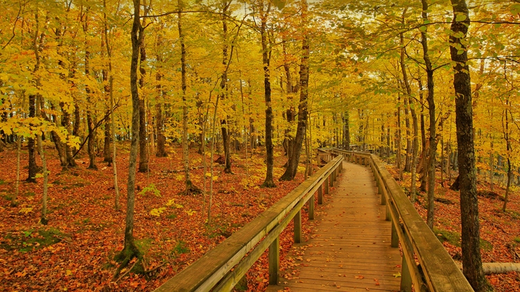 Escarpment Trail in Porcupine Mountains Wilderness State Park, Michigan 