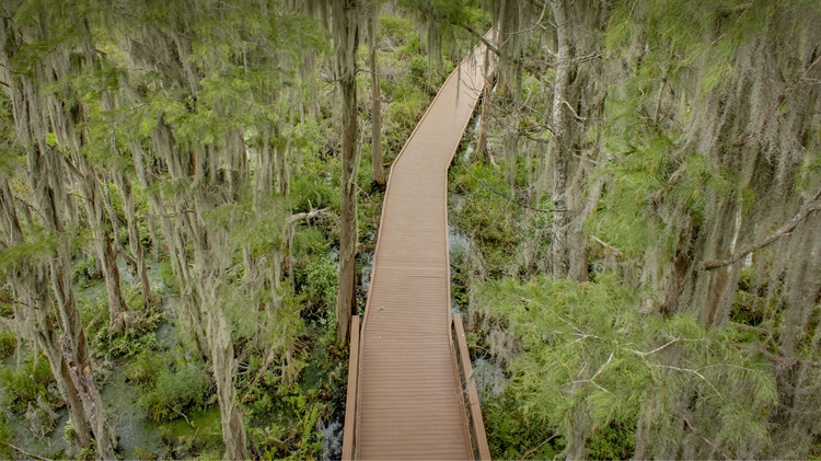 奥克弗诺基沼泽木板路上的西班牙苔藓，佐治亚州，美国 