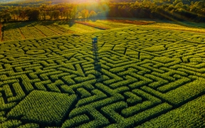 宾夕法尼亚州  ，克林格尔农场的Mazezilla玉米田迷宫