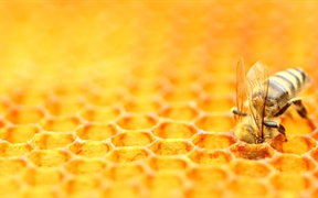 蜜蜂照料蜂巢 