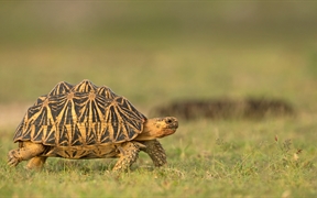 印度星龟，斯里兰卡 